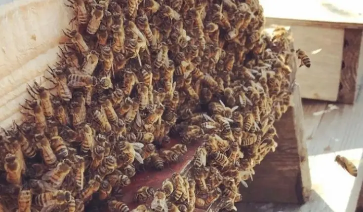 mehiläiset, pesä, mehiläispesä, hunajamehiläinen