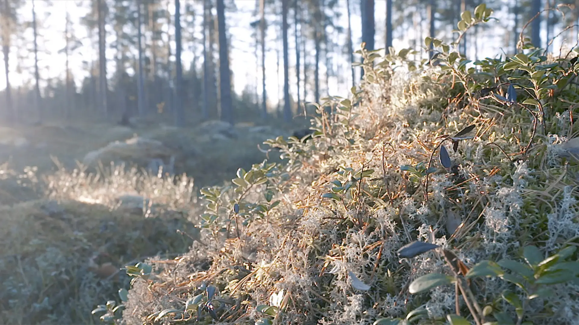 metsä, mustikan varpuja, auringonsäteet, suomalainen metsä, biodynaaminen hunaja