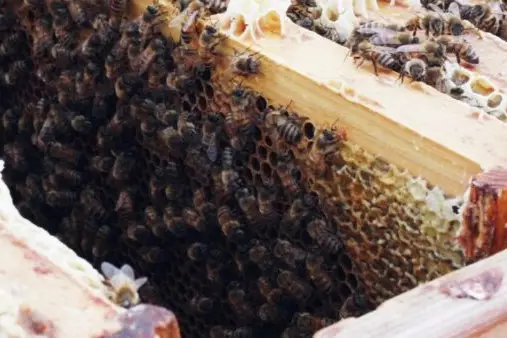 mehiläiskenno, kenno, hunajakenno, mehiläiset, vaha, propolis