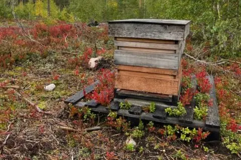 mehiläispesä, metsä, ruska, mehiläiset