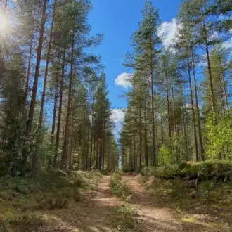 metsä, mäntymetsä, suomalainen maisema, kesäpäivä, aurinko paistaa, sininen taivas