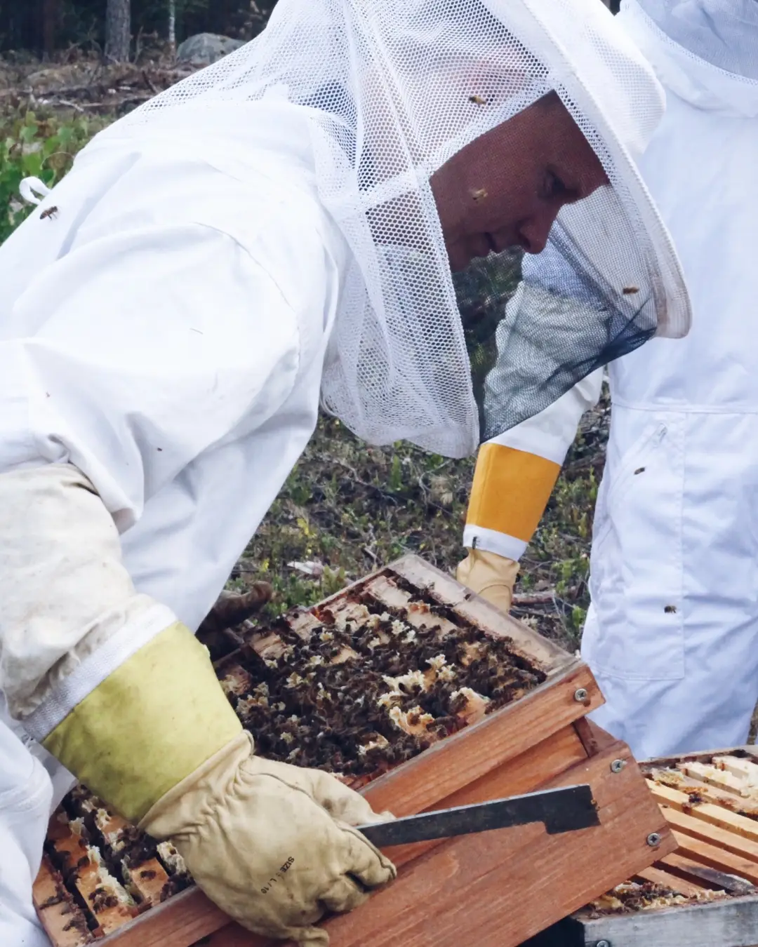 mehiläistenhoitaja, valkoinen haalari, työkalu, mehiläispesä, hunajakenno