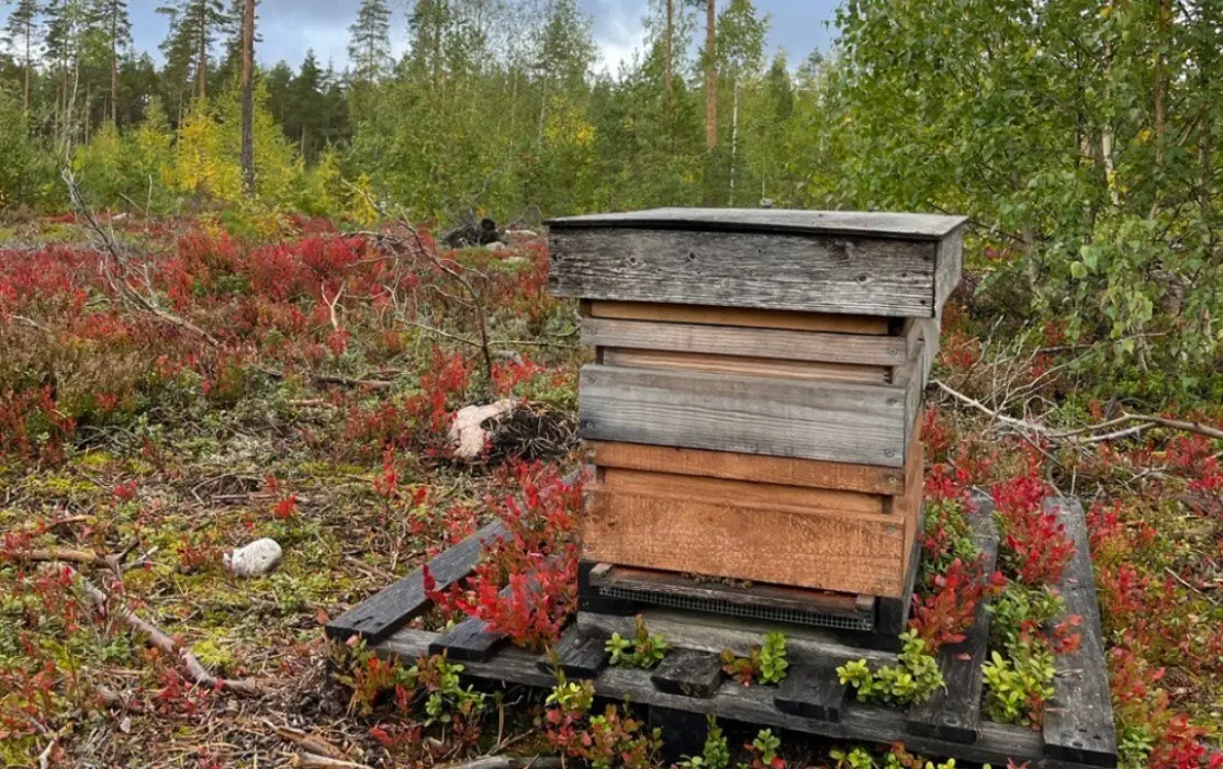 mehiläispesä, ruska, suomalainen metsä, suomalainen biodynaaminen hunaja, pesä, hunajamehiläinen