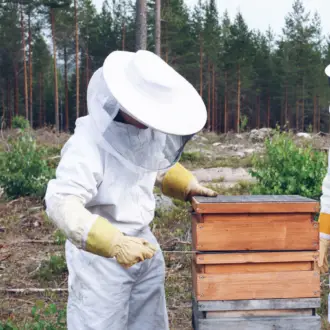 mehiläispesä, metsää, mehiläisten hoitaja avaa mehiläispesää, valkoinen haalari, karu metsä, suomalainen maisema, suomalainen biodynaaminen hunaja