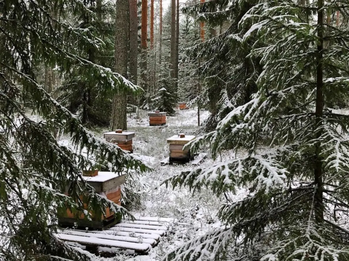 suomalainen metsä, mehiläispesiä metsässä, lunta, talvimaisema, suomalainen biodynaaminen hunaja