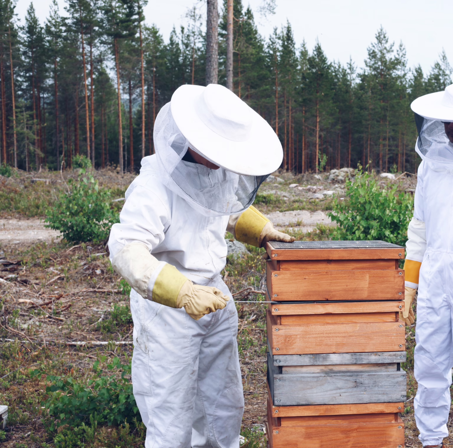 mehiläisenhoitaja hoitamassa pesää metsässä