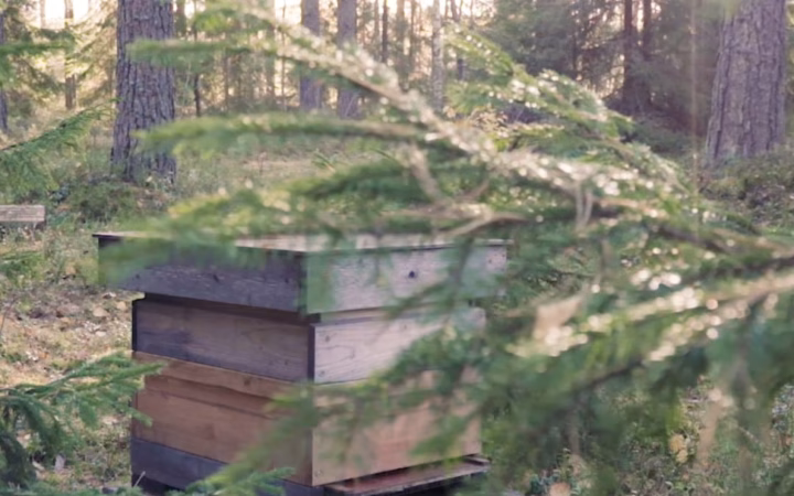 Mehiläisenpesä metsässä